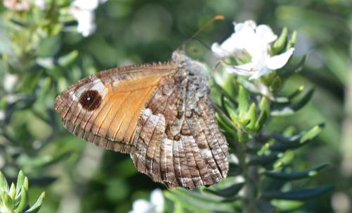 Réf. 293 622 : Hipparchia aristaeus